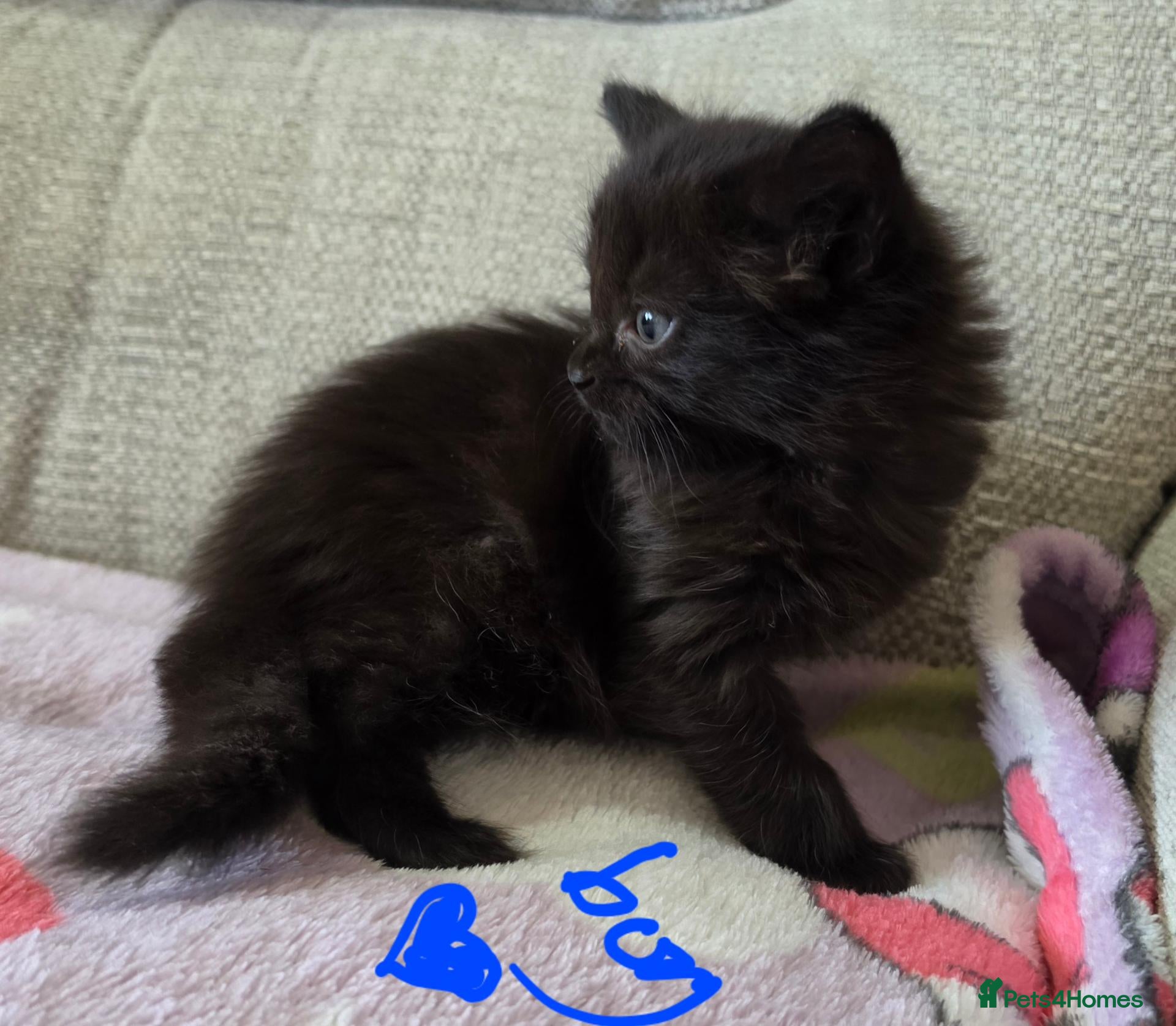 Mixed Breed cats Four adorable kittens - Advert 1