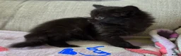 Mixed Breed cats for sale: Four adorable kittens - Advert 1
