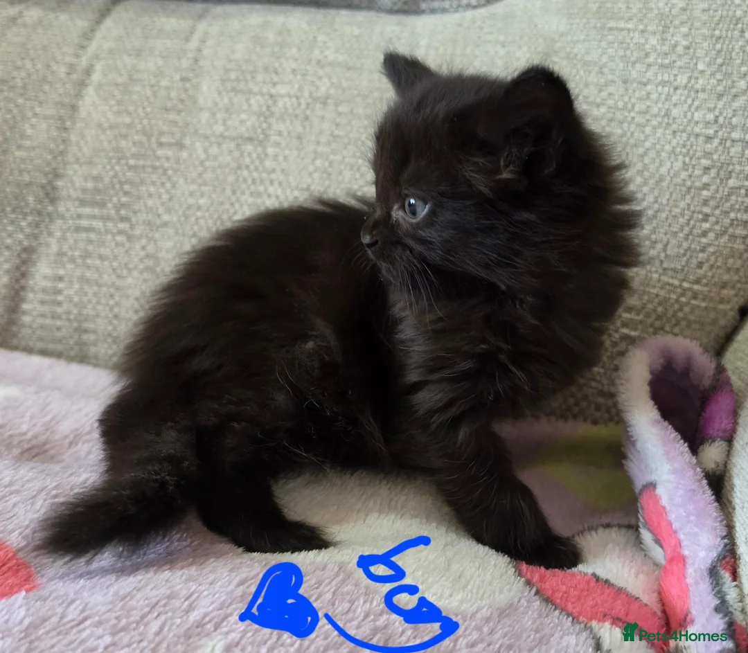 Mixed Breed cats for sale: Four adorable kittens - Advert 1