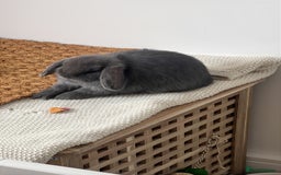 Mini Lop rabbits for sale: Rehoming Two Mini Lops - Image 13