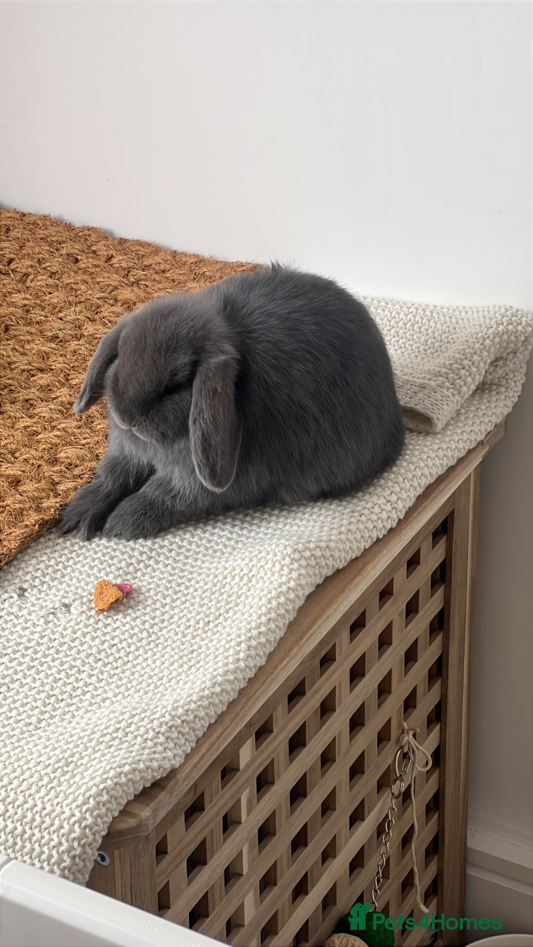 Mini Lop rabbits for sale: Rehoming Two Mini Lops - Image 13