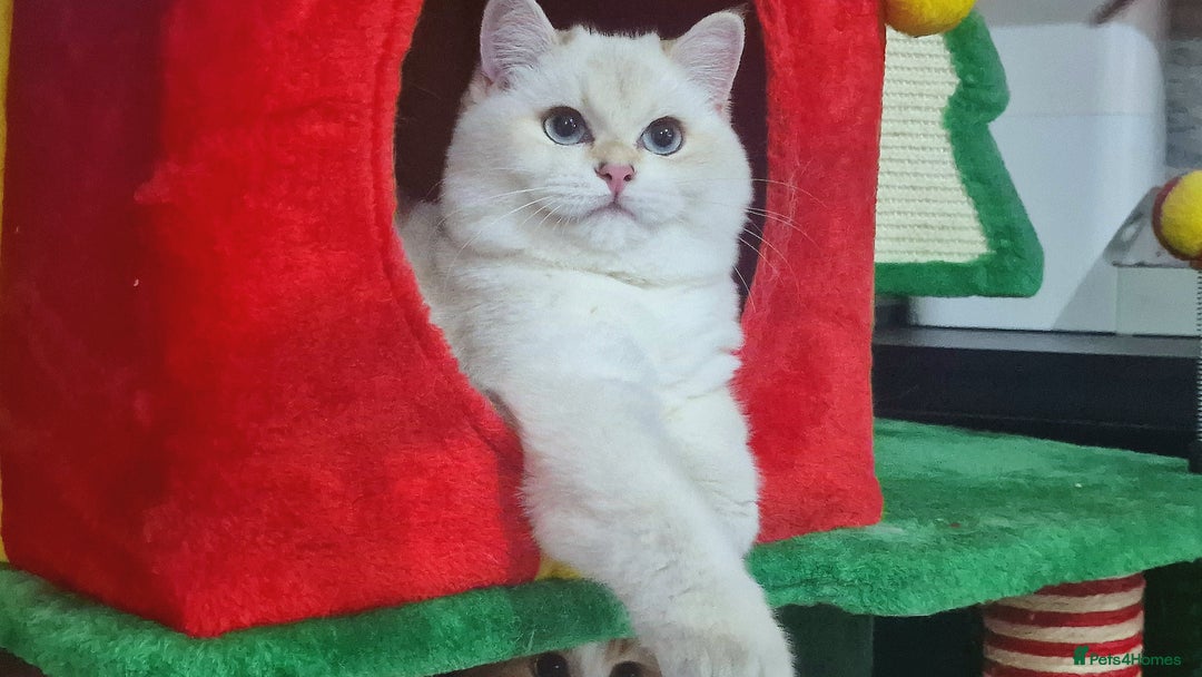 British Shorthair cats for sale: Golden British shorthair Pedigree Neutered  - Advert 20