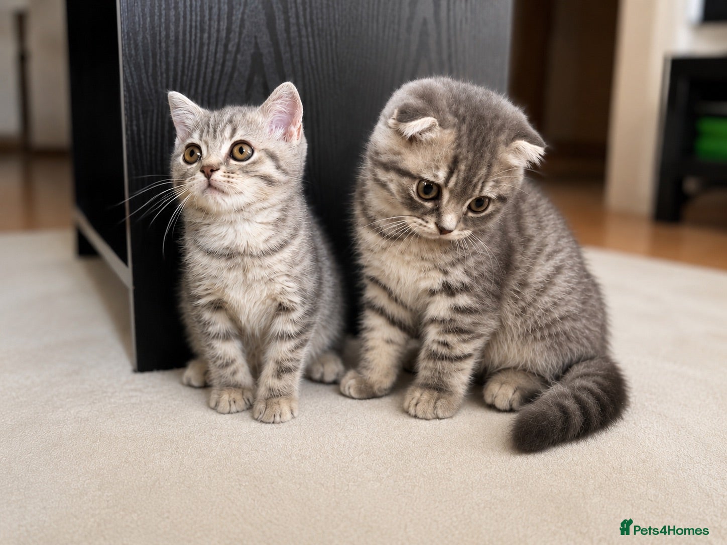 British Shorthair cats Two Beautiful Scottish Boy Kittens 💙 - Advert 1