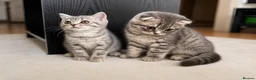 British Shorthair cats for sale: Two Beautiful Scottish Boy Kittens 💙 in Wellingborough - Advert 1