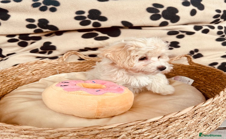 Maltipoo dogs - Advert 11