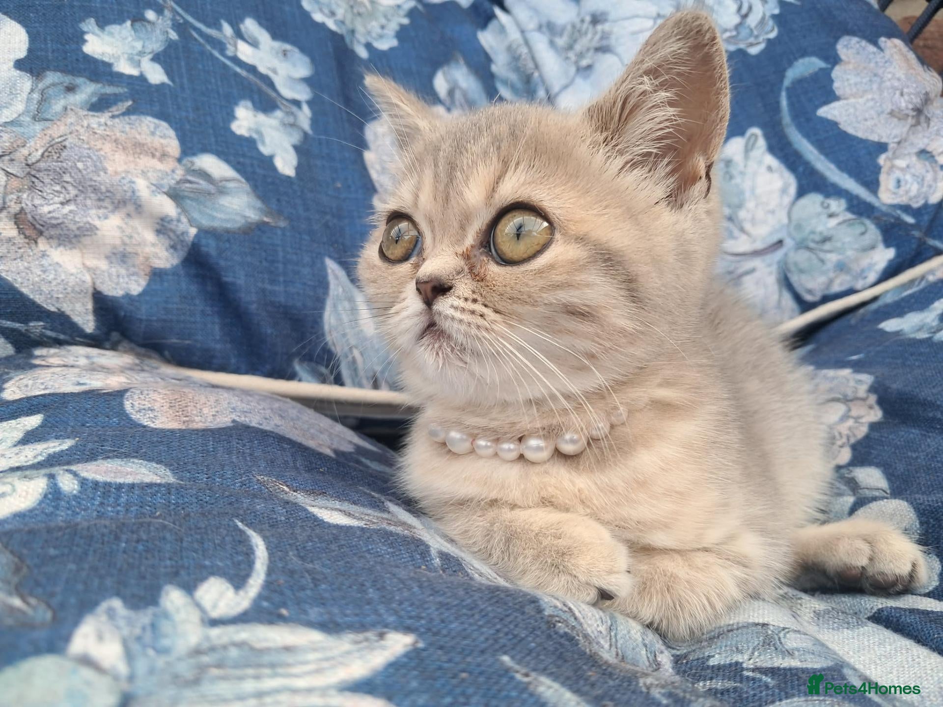 Scottish Fold cats Beautiful kitty - Advert 2