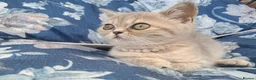 Scottish Fold cats for sale: Beautiful kitty - Advert 2