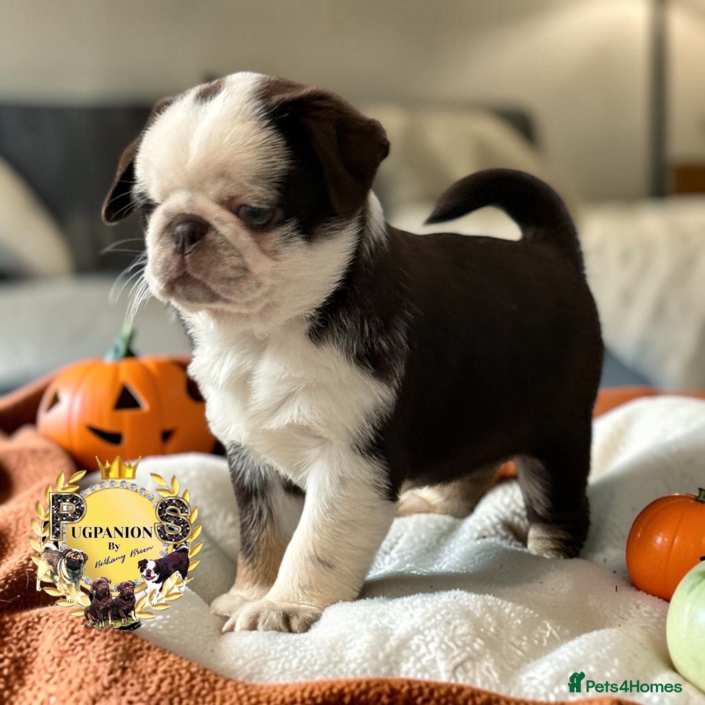 Pug dogs for sale: Kc lilac and chocolate pugs 5 star licensed  - Advert 2
