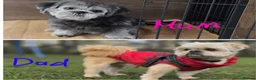 Shih Tzu dogs for sale: Beautiful Shih Tzu Puppies 5 girls 1 boy - Advert 4