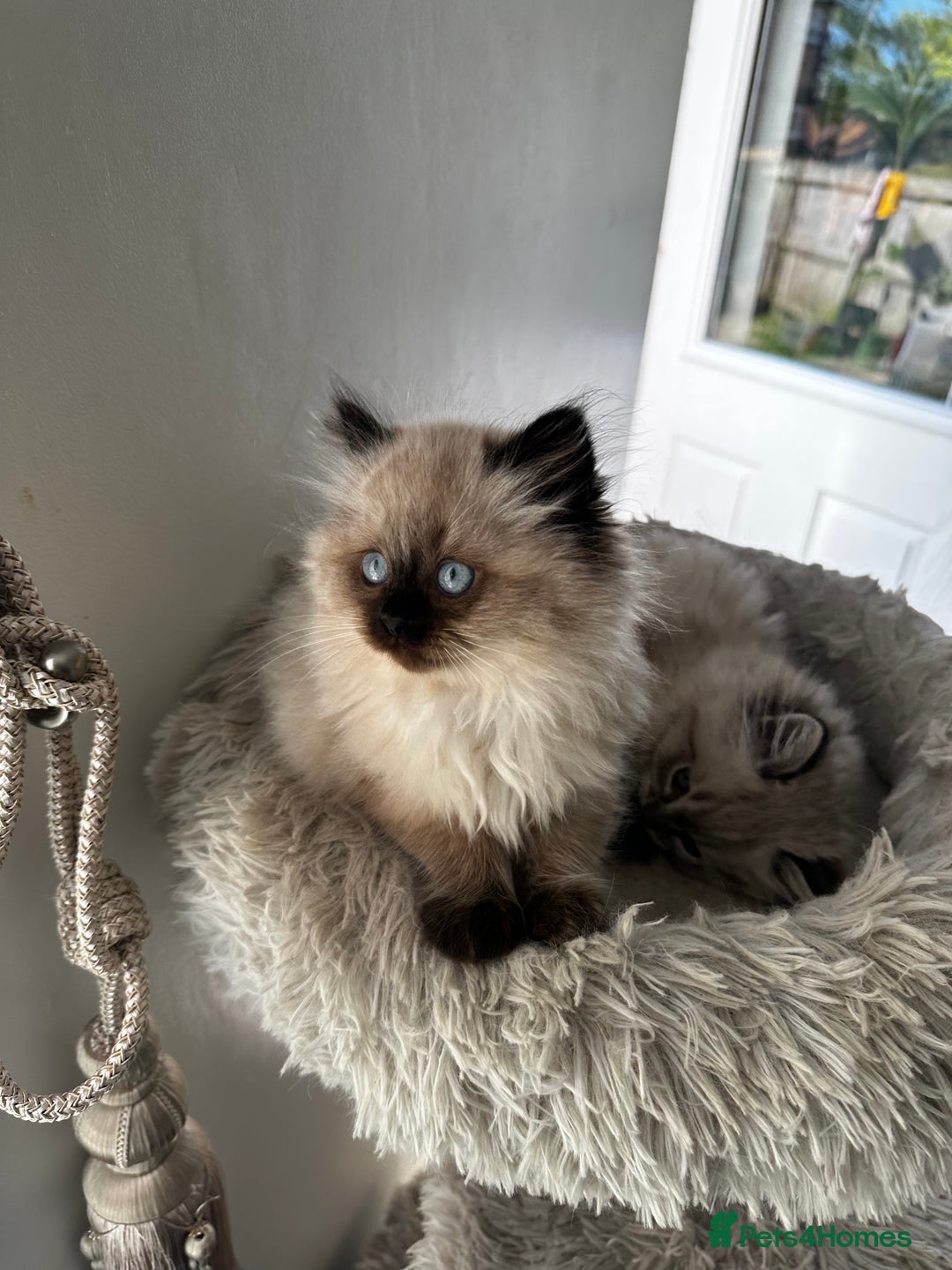 Ragdoll cats for sale: Beautiful Purebred Ragdoll Kittens  - Image 7