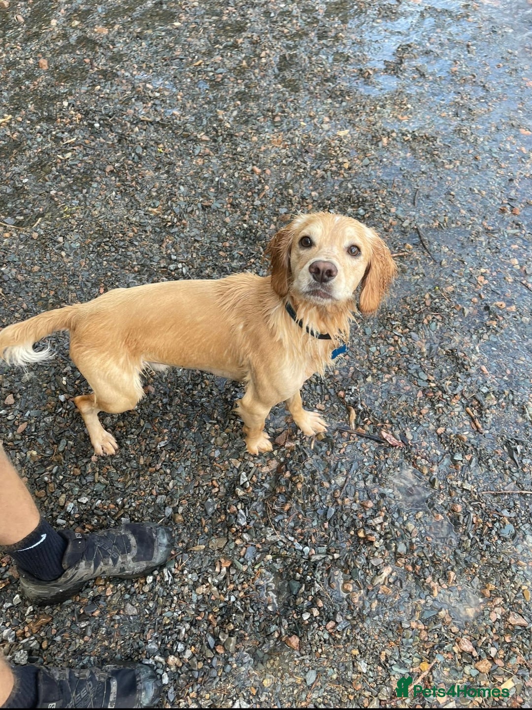 Cocker Spaniel dogs for stud: Proven Working Cocker Spaniel stud - KC Registered in Cockermouth - Advert 9