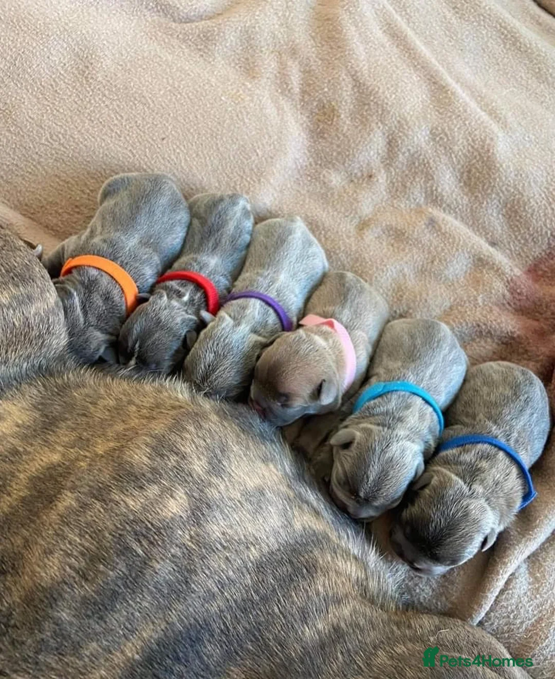 French Bulldog dogs for stud: BEAUTIFUL LILAC AND TAN FRENCH BULLDOG in Sunderland - Advert 23