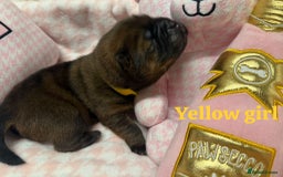 Chow Chow dogs for sale: 🩷🏆Stunning KC registered Chow Chow puppies🏆💙 - Image 12
