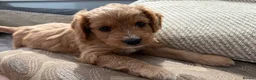 Cockapoo dogs for sale: Toy Cockapoo Puppies  - Advert 25