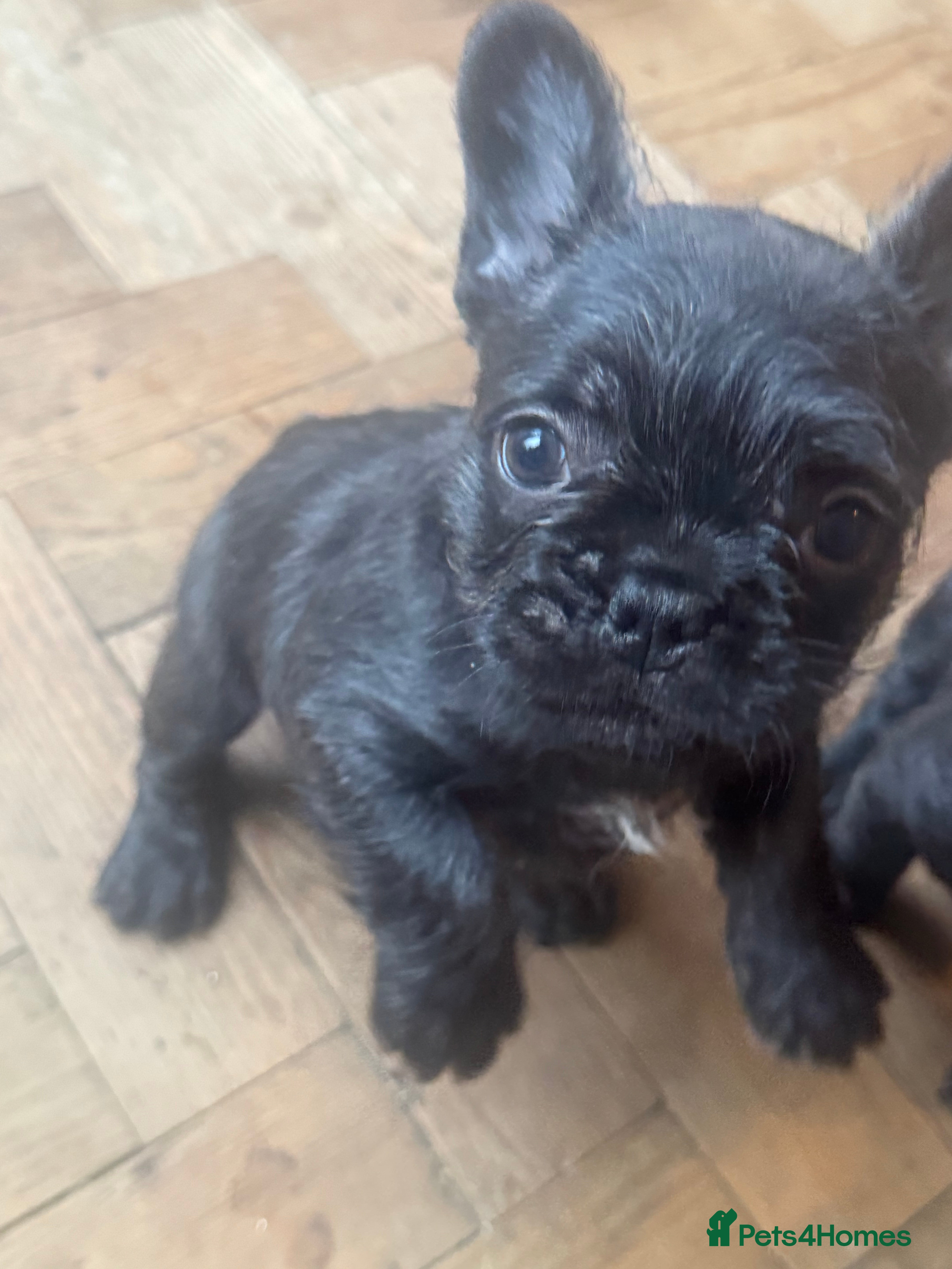 French Bulldog dogs Beautiful French bulldog pups  - Advert 10