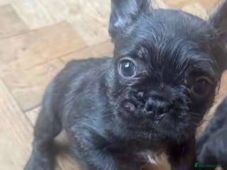 French Bulldog dogs Beautiful French bulldog pups - Advert 18