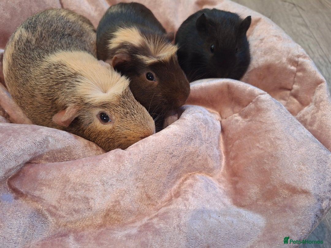 Guinea Pig rodents for sale:  Guinea pigs 4 boys(babies) 3 female (5mo) - Advert 10
