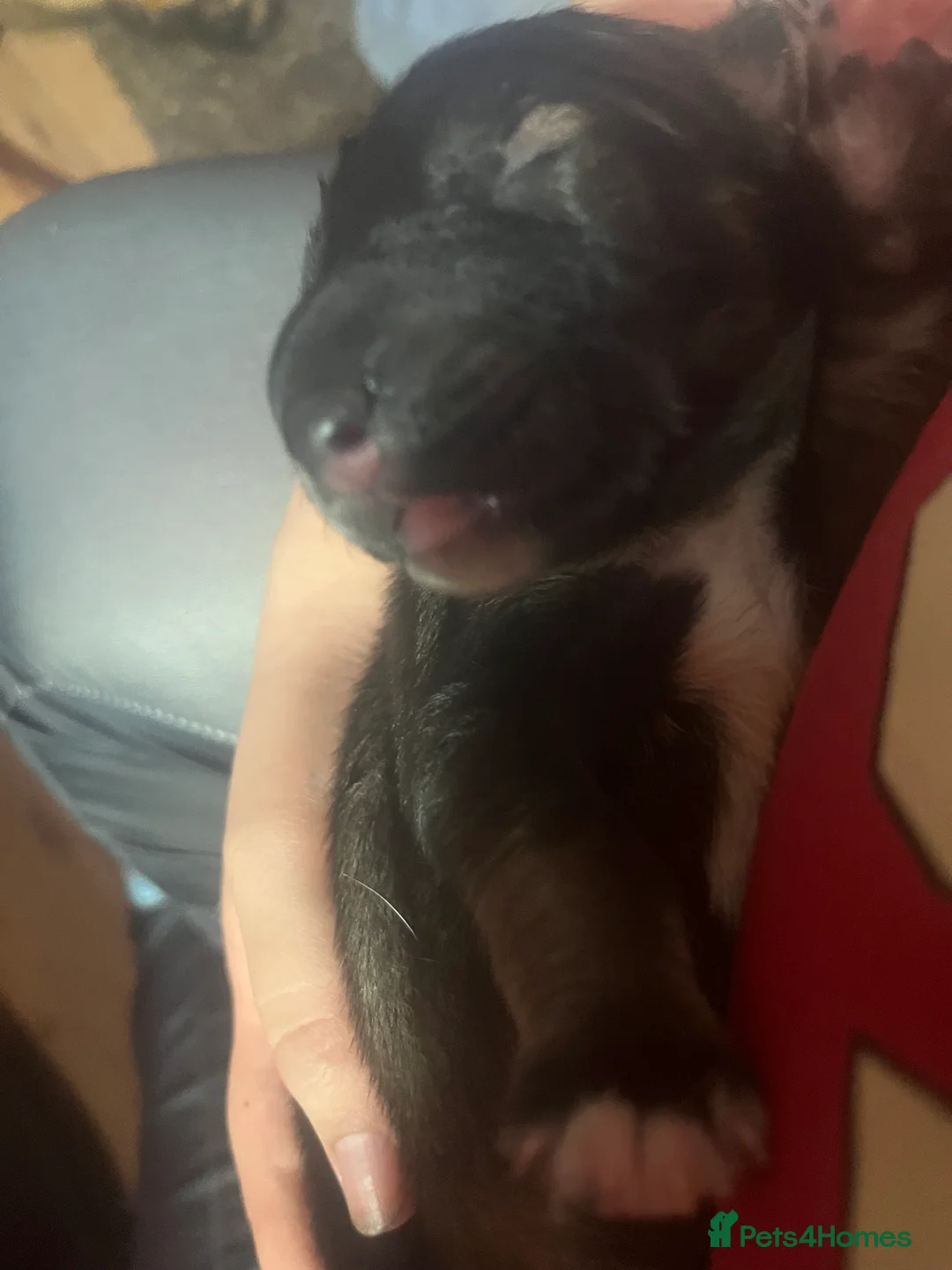 Mixed Breed dogs for sale: Shollies puppies - Advert 3