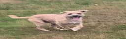 Mixed Breed dogs for sale: Terrier X in Bishop Auckland - Advert 1