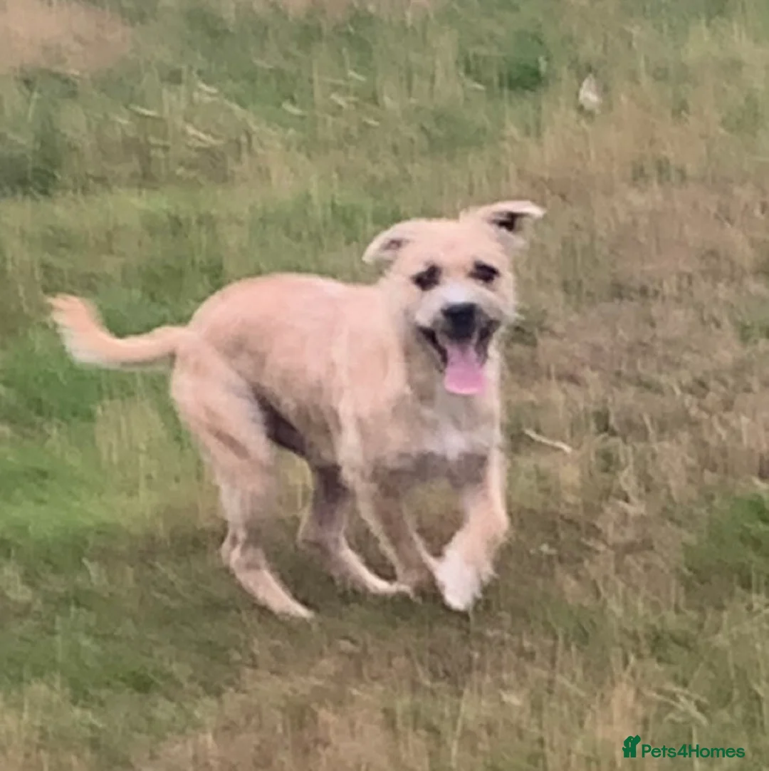 Mixed Breed dogs for sale: Terrier X in Bishop Auckland - Advert 1