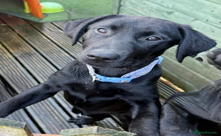 Labrador Retriever dogs in Lostwithiel - Advert 3