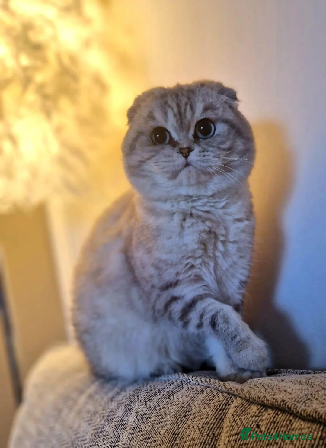 Scottish Fold cats for sale: Scottish fold and straight pair in Buxton - Advert 3