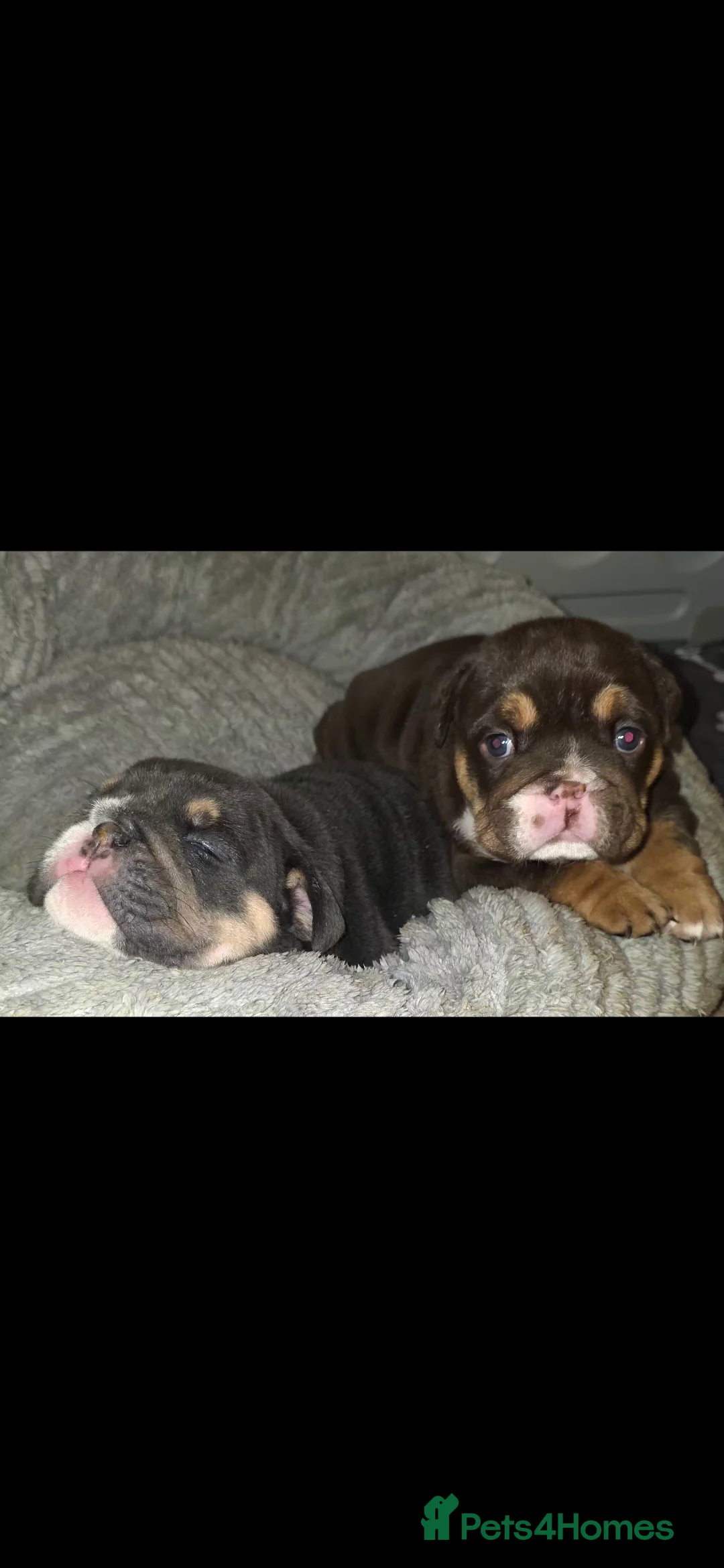 English Bulldog dogs for sale: Litter of 7 English Bulldogs - Advert 12