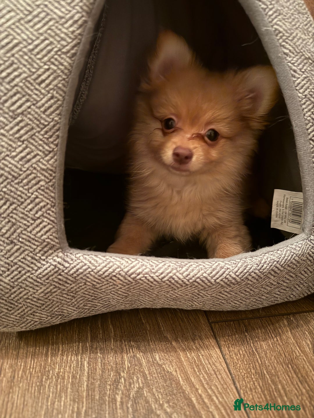 Pomeranian dogs for sale:  Adorable Pomeranian puppies  - Image 13