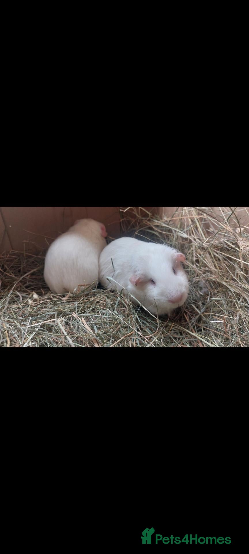 Guinea Pig rodents MERTLE & MINNIE lethal white guineapig females  - Advert 7