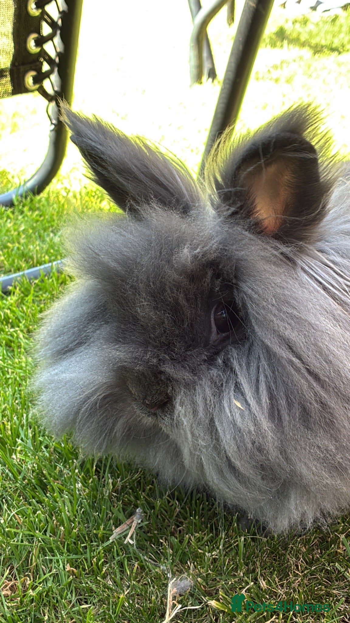 Lionhead rabbits Female lion head rabbit  - Advert 1