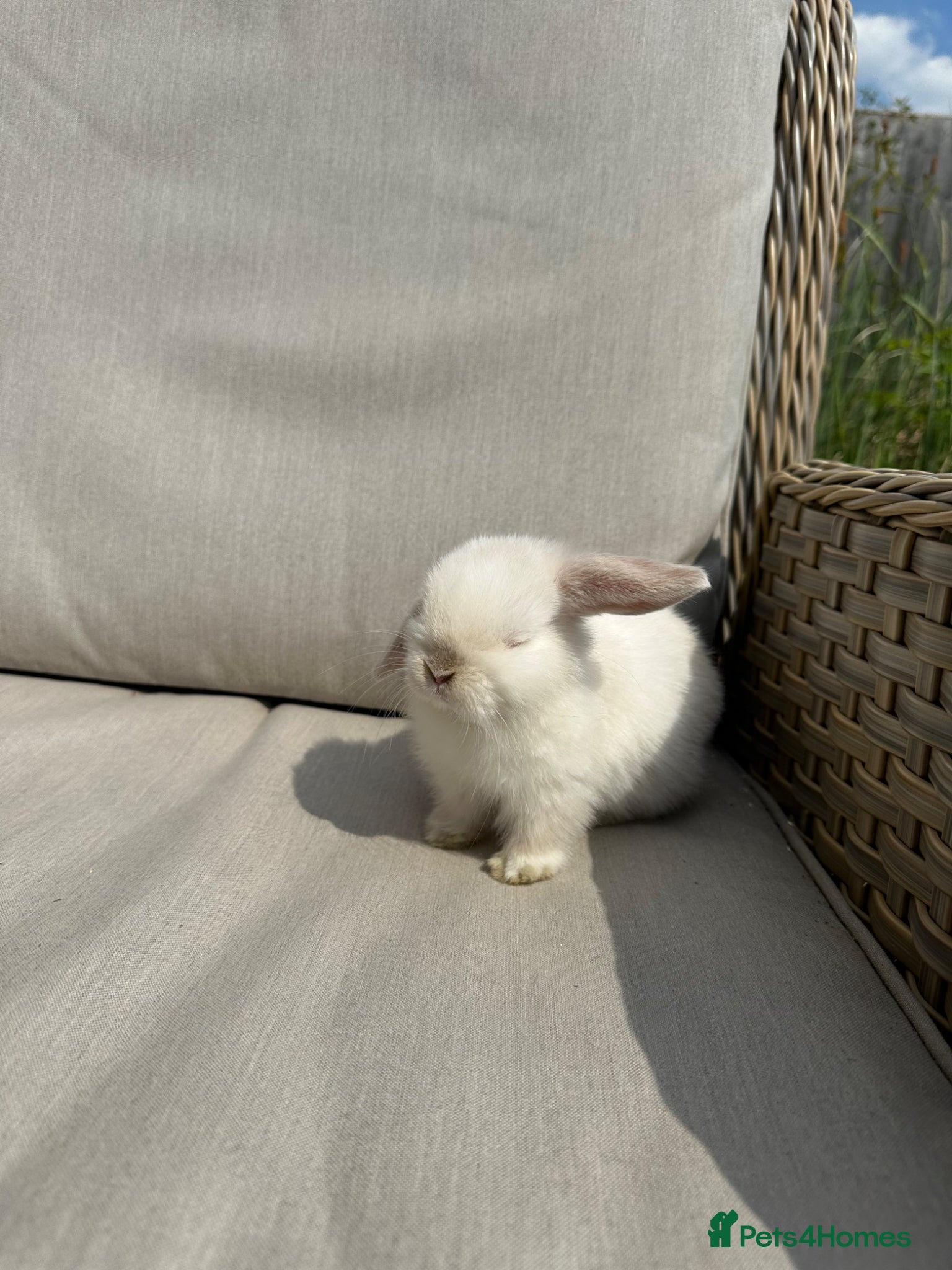 Mini Lop rabbits Last twee mini lop doe . - Advert 18