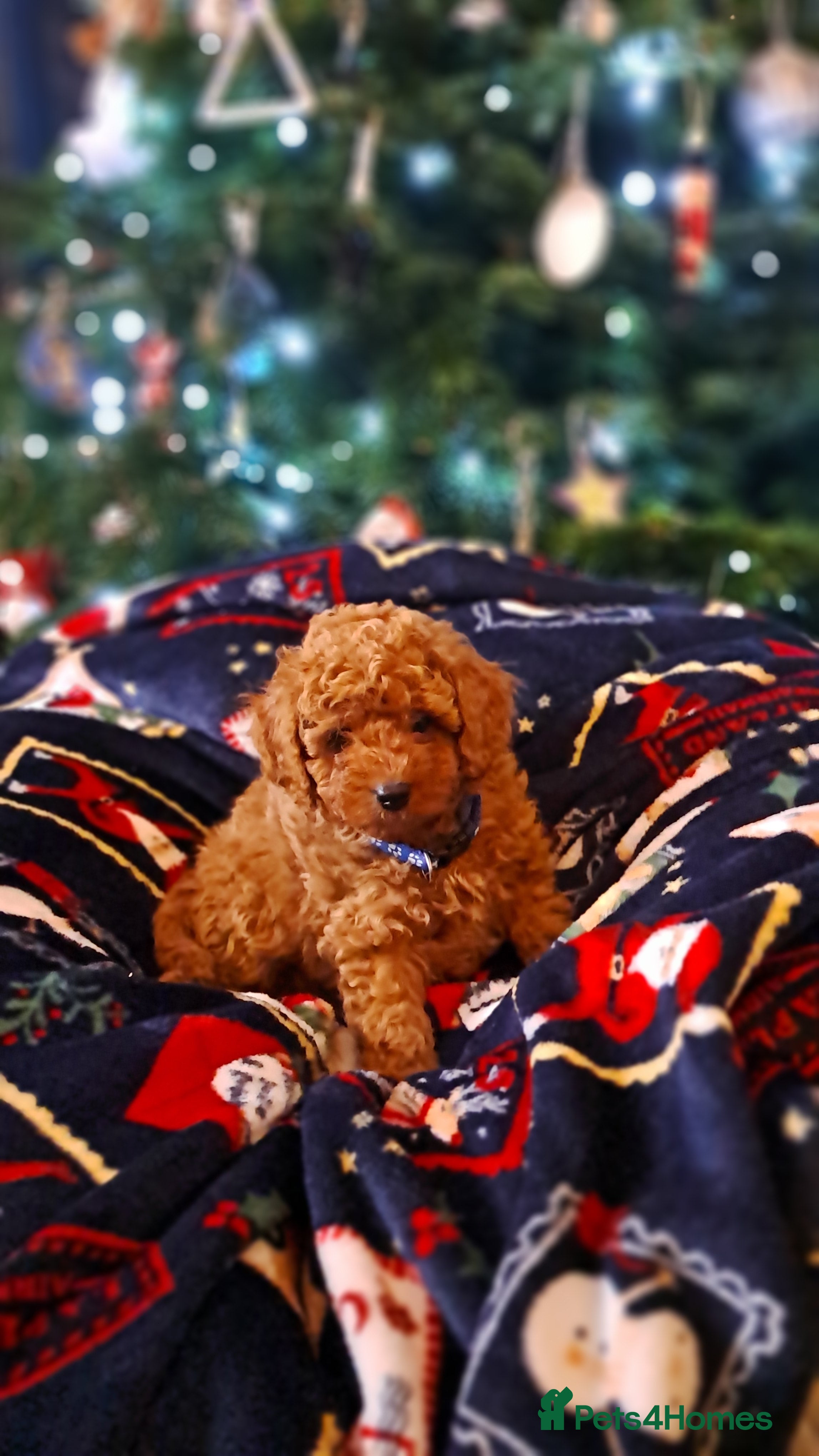 Cavapoo dogs DNA clear Cavapoo Puppy-Ready 23rd-December! - Advert 12