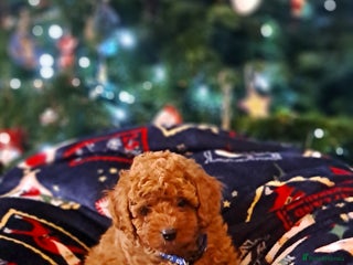 Cavapoo dogs DNA clear Cavapoo Puppy-Ready 23rd-December! - Advert 12