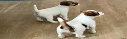 Jack Russell dogs for sale: 2 beautiful kc reg jack Russel terriers  in Brechin - Advert 3