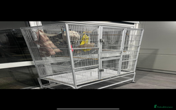 Sugar Glider rodents for sale: 2 X Female sugar gliders with cage - Image 2