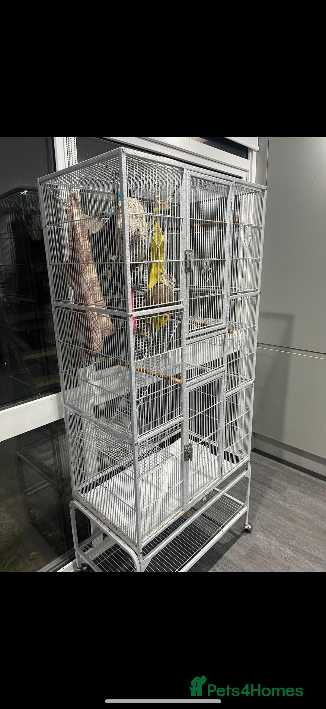 Sugar Glider rodents for sale: 2 X Female sugar gliders with cage - Image 2