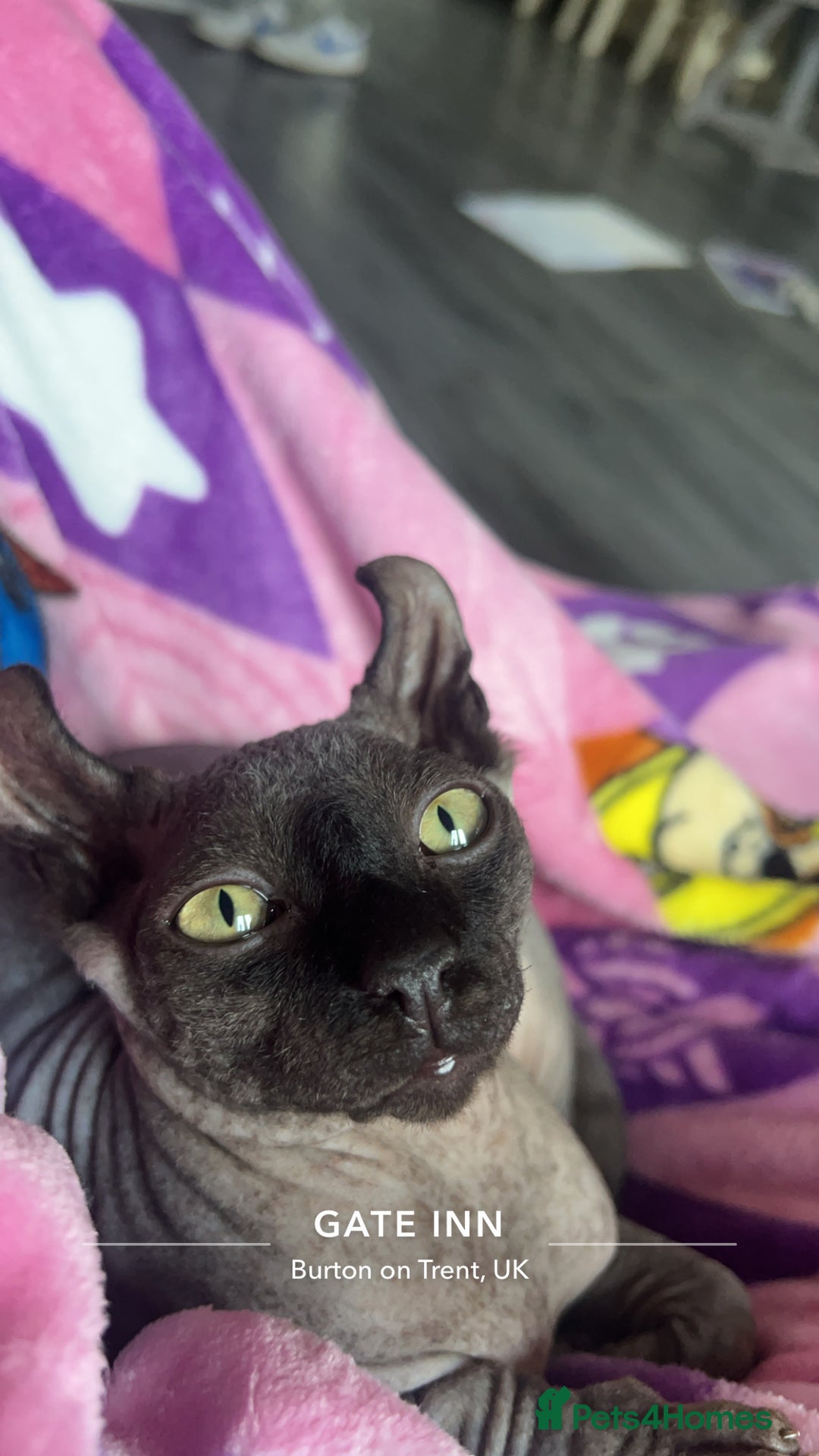Sphynx cats for sale: 13 month old male elf sphynx  - Advert 4
