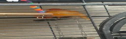 Canaries birds for sale: 3 Gorgeous Bright Orange Canaries  in Sunderland - Advert 4