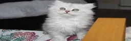 Persian cats for sale: 1 Pure Persian Chinchilla Male Kitten - Advert 20