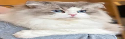 Ragdoll cats for stud: TICA Registered DNA Tested Large Ragdoll Stud  - Advert 4
