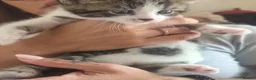 European cats for sale: 2 Beautiful Boy Tabby's  - Advert 3