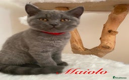 British Shorthair cats for sale: British Shorthair kittens, GCCF Certificate  in Dundee - Image 5