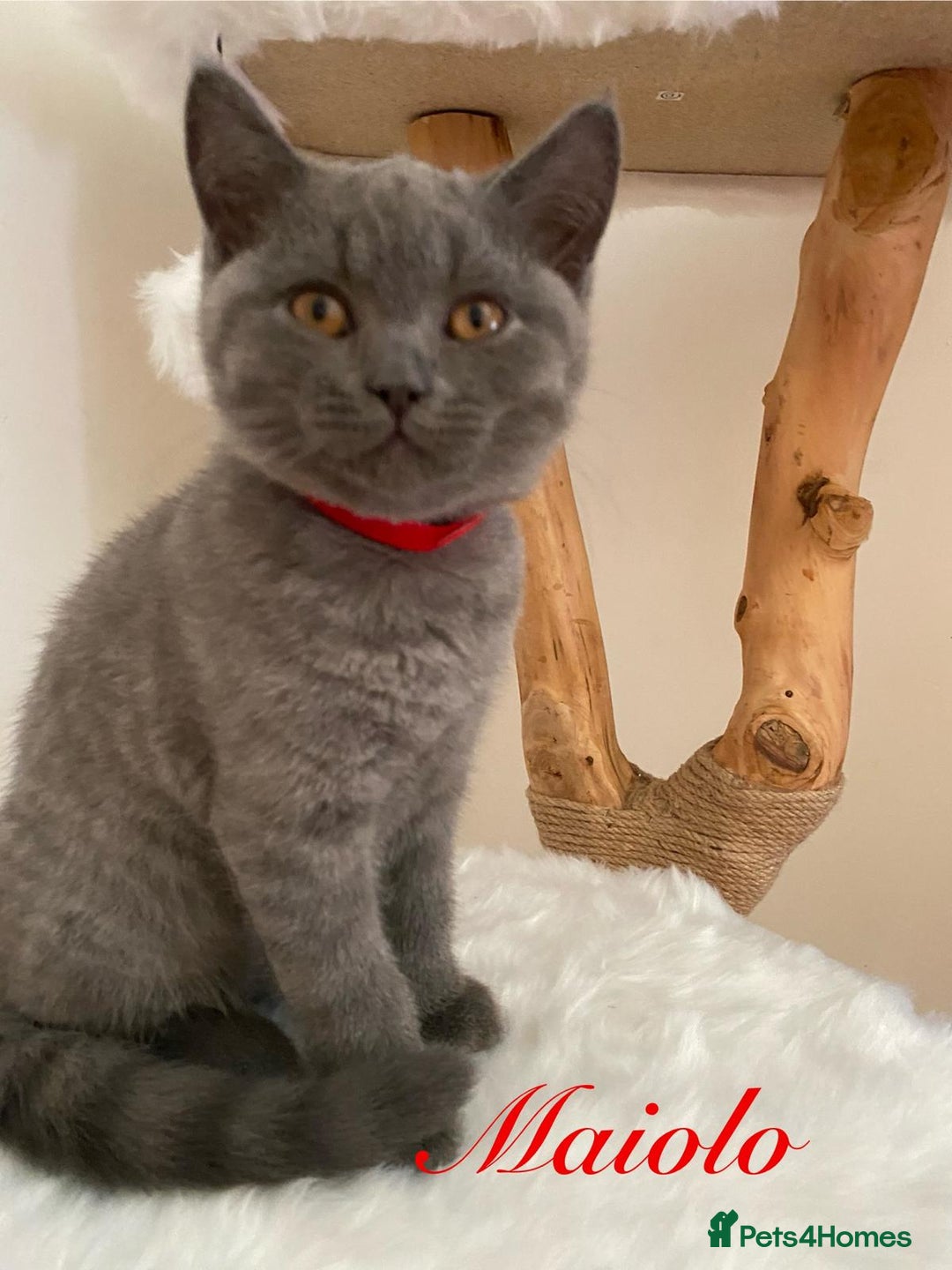 British Shorthair cats for sale: British Shorthair kittens, GCCF Certificate  in Dundee - Image 5