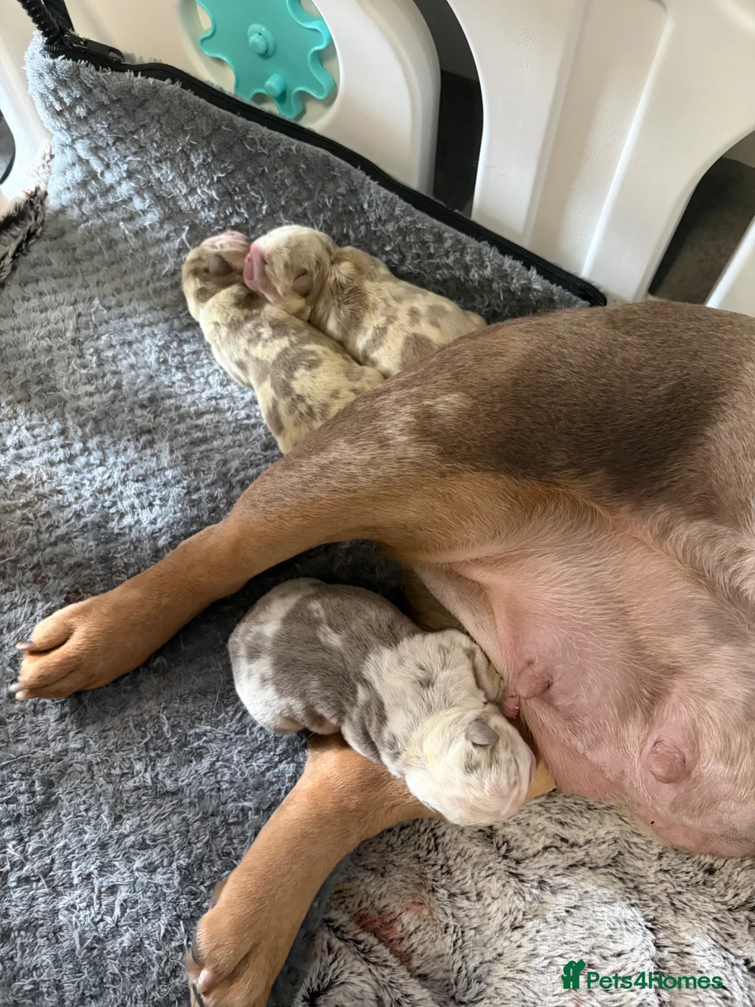 English Bulldog dogs for sale: English bulldog puppies  - Advert 2