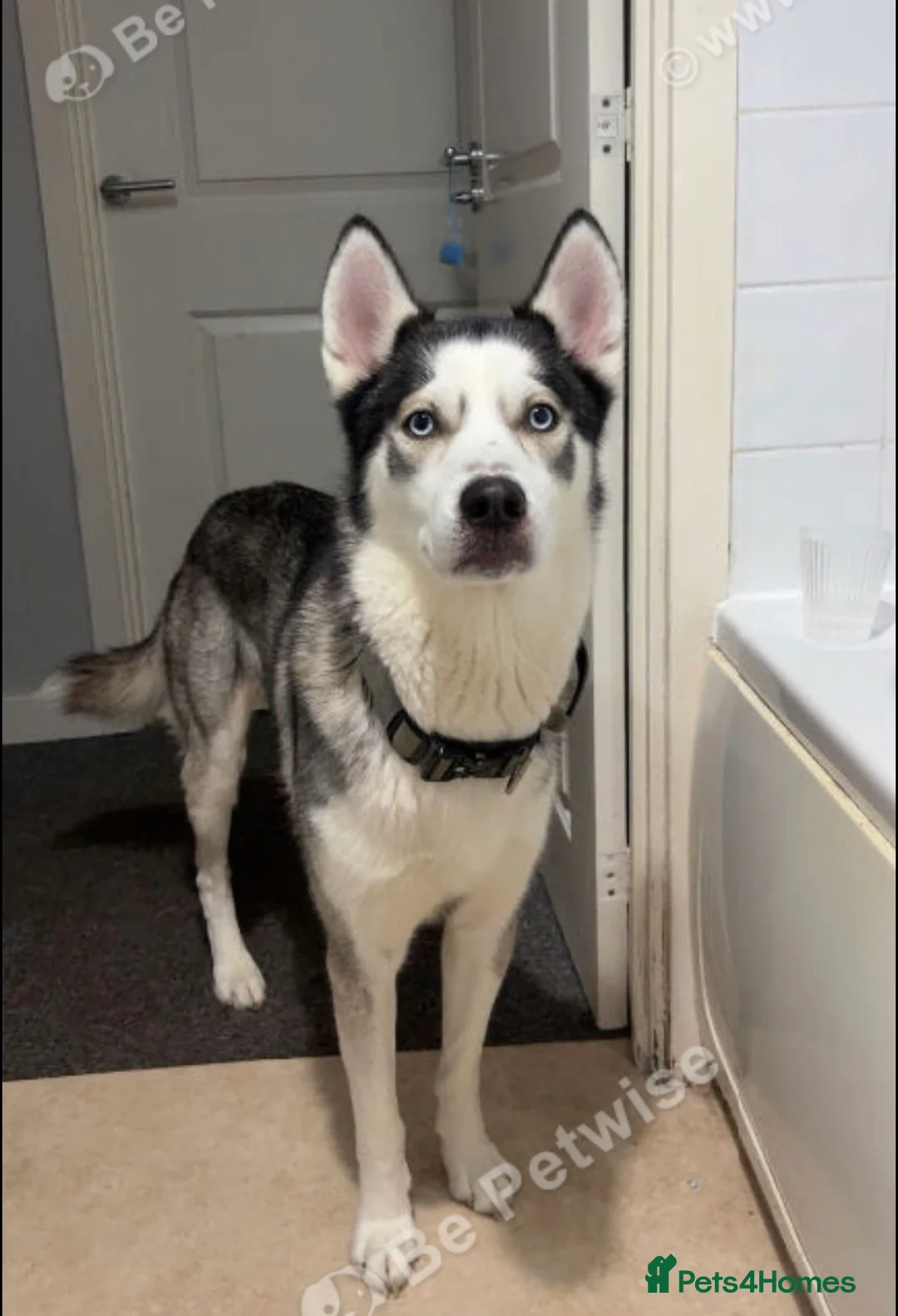 Siberian Husky dogs for sale: Beautiful boy zeus - Advert 1