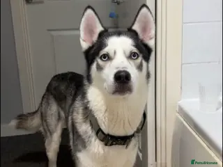 Siberian Husky dogs Beautiful boy zeus - Advert 6