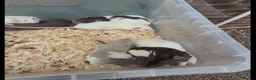 Rat rodents for sale: Friendly dumbo rats  - Advert 2