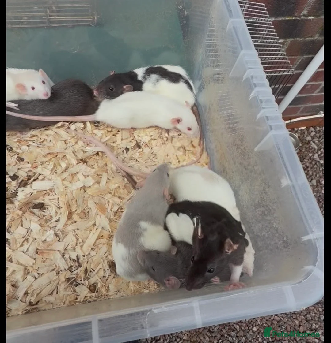 Rat rodents for sale: Friendly dumbo rats  - Advert 2