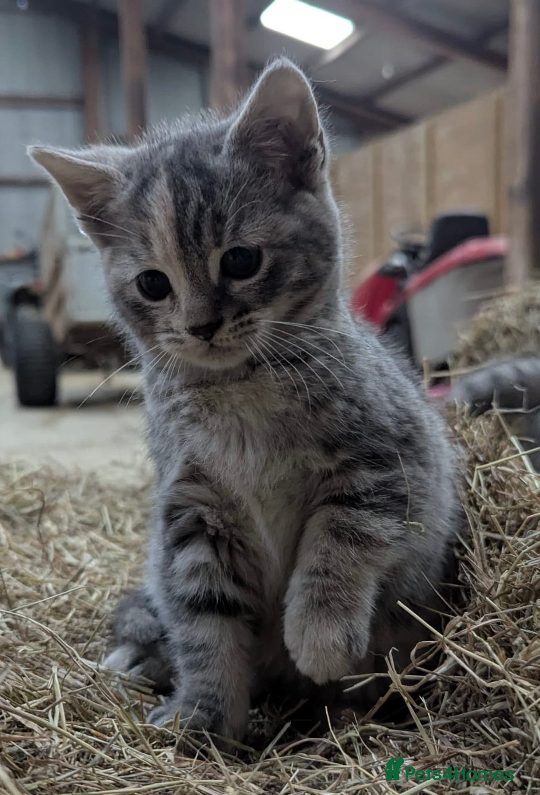 Mixed Breed cats for sale: Grey tabby kittens - Advert 6