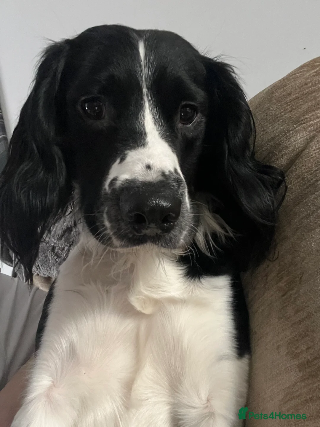 English Springer Spaniel dogs for stud: Ralph for Stud. - Advert 7